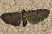 Eupithecia assimilata