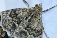 Thera britannica