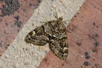 Thera britannica