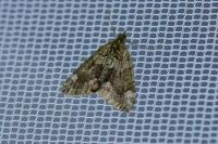 Chloroclysta siterata
