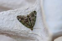 Chloroclysta siterata
