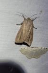 Mythimna pudorina