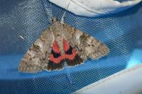Catocala nupta