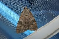 Catocala nupta