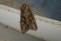 Dryobotodes eremita