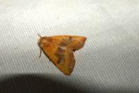 Atethmia centrago