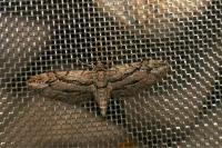 Eupithecia phoeniceata