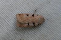 Eugnorisma glareosa