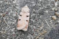 Eugnorisma glareosa