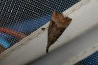 Hypena rostralis