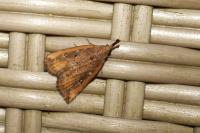 Hypena rostralis