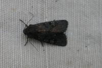 Aporophyla nigra