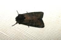 Aporophyla nigra