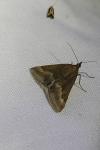 Pyrausta aerealis