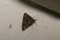 Pyrausta despicata