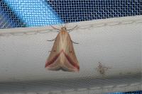 Rhodometra sacraria