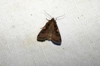 Xestia c-nigrum