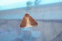 Xestia xanthographa