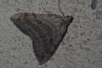 Aplocera plagiata