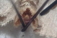 Aplocera plagiata