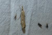 Agriphila geniculea