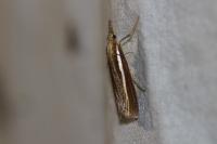 Agriphila tristella