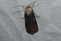 Agrotis puta