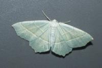 Campaea margaritaria