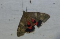 Catocala nupta