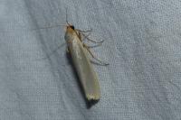 Eilema caniola