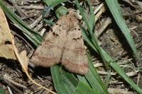 Eugnorisma depuncta