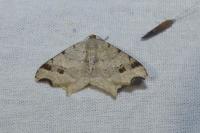 Macaria alternata