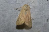 Mythimna vitellina