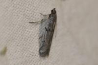 Phycitodes