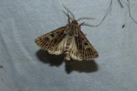 Tholera decimalis