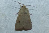 Xestia castanea
