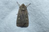 Xestia xanthographa