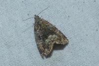 Deltote pygarga