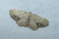 Idaea dimidiata