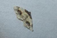 Ligdia adustata