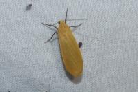 Wittia sororcula