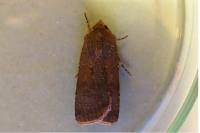 Agrotis trux