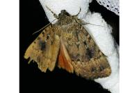 Amphipyra berbera svenssoni