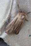 Leucania comma