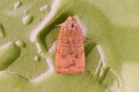 Noctua interjecta