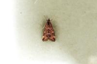 Pyrausta despicata