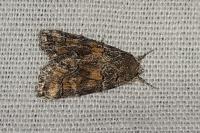 Bryophila vandalusiae