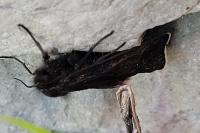 Catastia marginea
