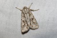 Meganephria bimaculosa