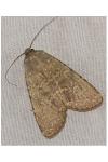 Rhyacia lucipeta